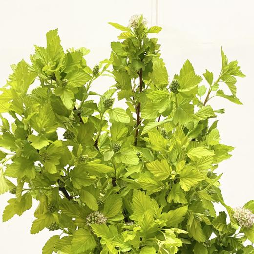 叶材 | 风箱叶 商品图0