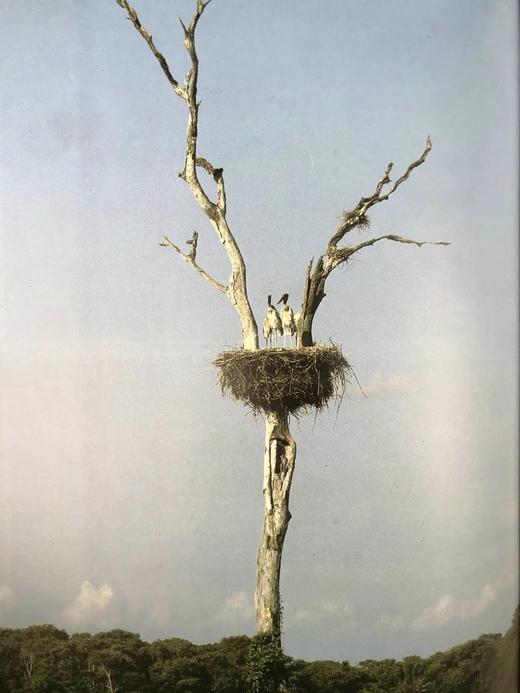 雅克·库斯托的亚马逊之旅 250余幅彩色插图 精装大16开 商品图10