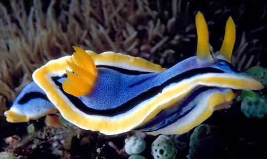 彩色海兔 商品图0