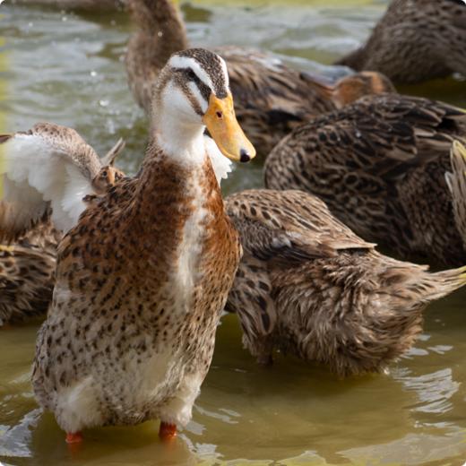 蛋鲜森 巢湖老麻鸭 1只装 商品图7
