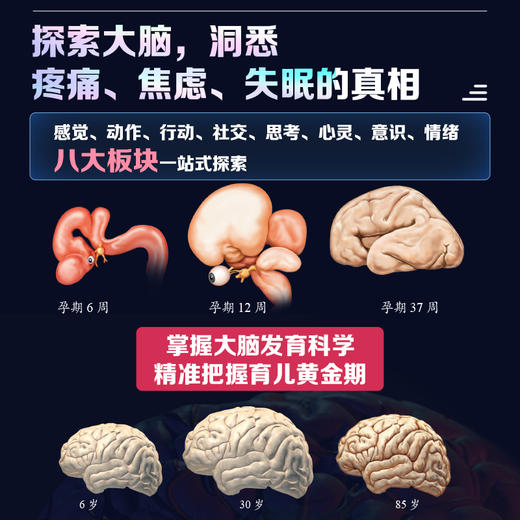 大脑之书  系统解读大脑工作原理 脑科学通识课 了解脑子 3磅宇宙的奇迹 神经脑科学 商品图3