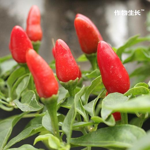 作物生长盆栽产品系列 商品图3