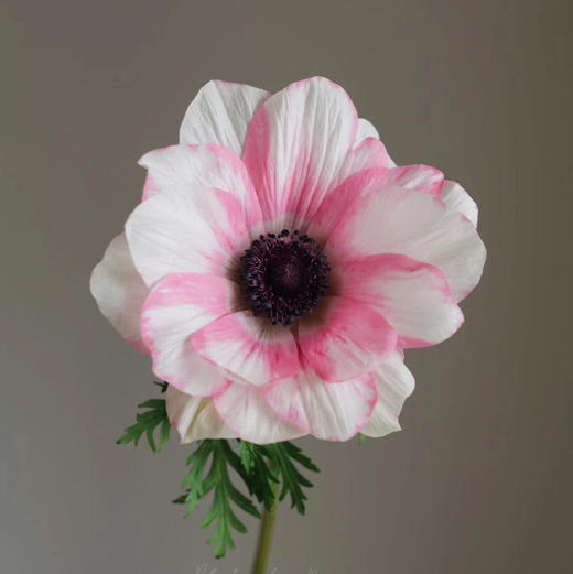 银莲花 商品图5