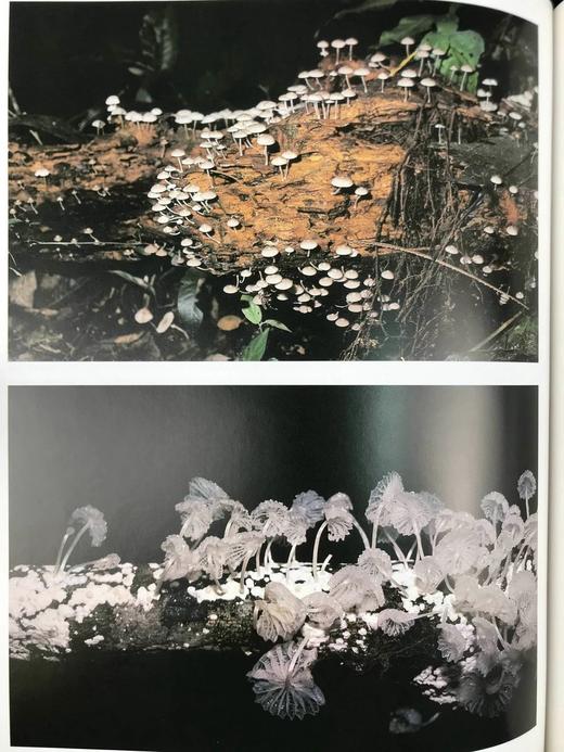 雅克·库斯托的亚马逊之旅 250余幅彩色插图 精装大16开 商品图11