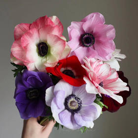 银莲花