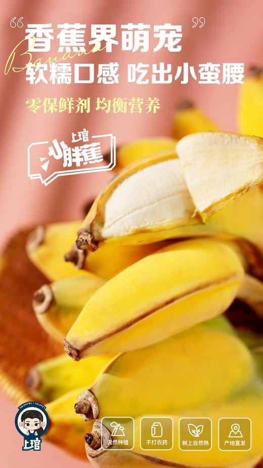 【福建小胖蕉】更香更甜更软糯更绵密，不催熟，不喷药，更不用担心保鲜剂-CC 商品图2