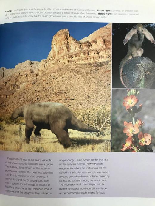 史前美国：穿越冰河时代及其后的旅程 约百幅插图 精装16开 商品图13