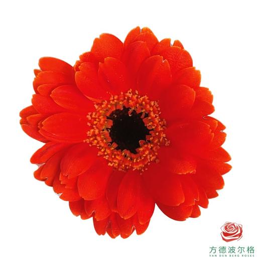 非洲菊-伊布 10枝一扎 商品图0