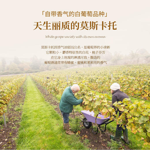 【5项金奖加持】富铂甜型起泡酒葡萄酒 西班牙拉曼恰法定产区 7%vol 商品图9