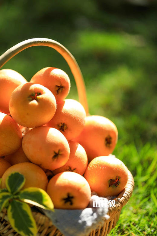 水润多汁｜十分熟蜜露枇杷💛 商品图0