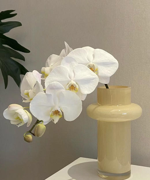 【幸福的来临】进口高质感--白蝴蝶兰  约6-7朵 商品图6