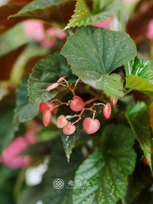 秋海棠 商品图1