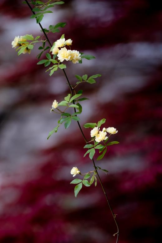 4.12确定出发【江南繁花】春日限定缤纷花海6天摄影（梨花/紫藤/二月兰/绣球花/木香花） 商品图11