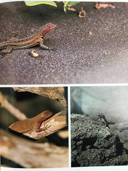 达尔文被遗忘的世界 189幅彩色插图 精装大16开 商品图12