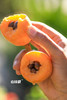 水润多汁｜十分熟蜜露枇杷💛 商品缩略图3