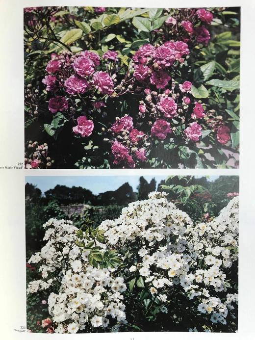 玫瑰花辞典 800余幅插图 精装大16开 商品图13