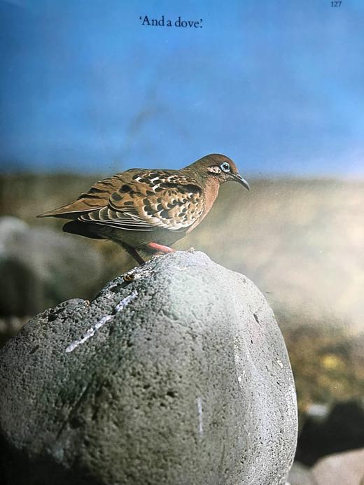 达尔文被遗忘的世界 189幅彩色插图 精装大16开 商品图8