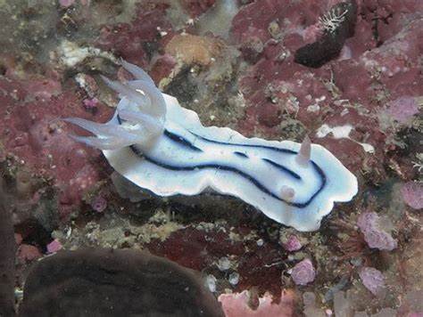 彩色海兔 商品图4