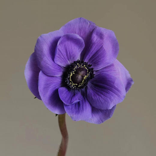 银莲花 商品图3