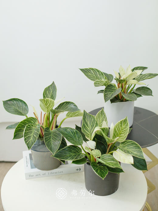 铂金钻 商品图0