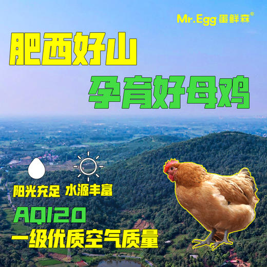 蛋鲜森 金奖肥西老母鸡 1只装 商品图6