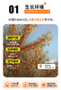 鲜时力沙棘果浆后生元饮品 商品缩略图9