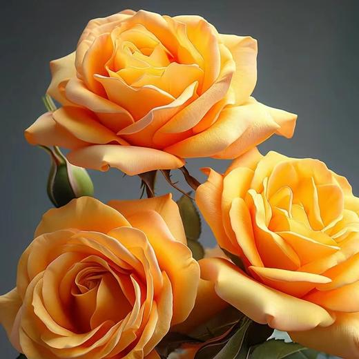 【金碧辉煌】玫瑰-黄色系 10枝 | 新客福利 商品图2