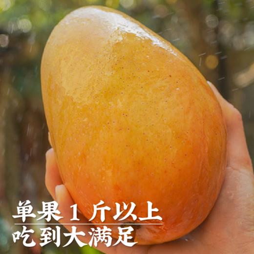 艾格吃饱了正宗海南红玉芒果新鲜采摘应季水果8斤 商品图3