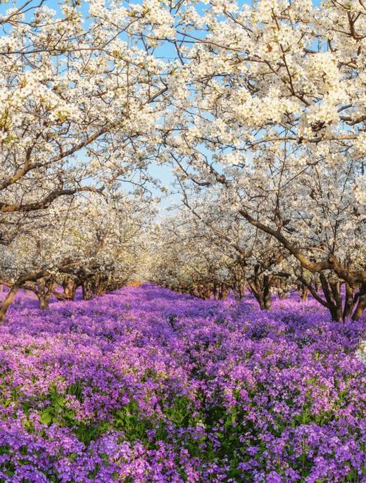 4.12确定出发【江南繁花】春日限定缤纷花海6天摄影（梨花/紫藤/二月兰/绣球花/木香花） 商品图12