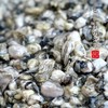 【闹妈海鲜】新鲜热气牡蛎肉 不泡水，现挖现卖 400g/盒 商品缩略图3