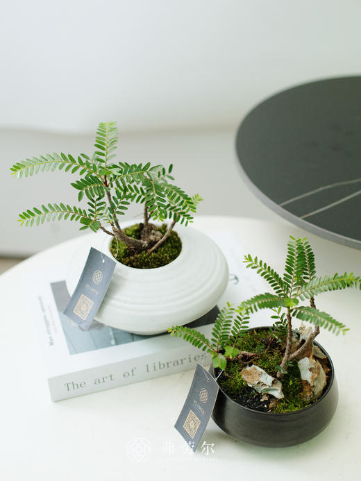 叶下珠 商品图0