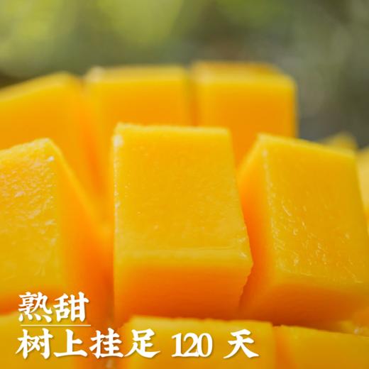 艾格吃饱了正宗海南红玉芒果新鲜采摘应季水果8斤 商品图1