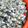 【闹妈海鲜】新鲜热气牡蛎肉 不泡水，现挖现卖 400g/盒 商品缩略图1