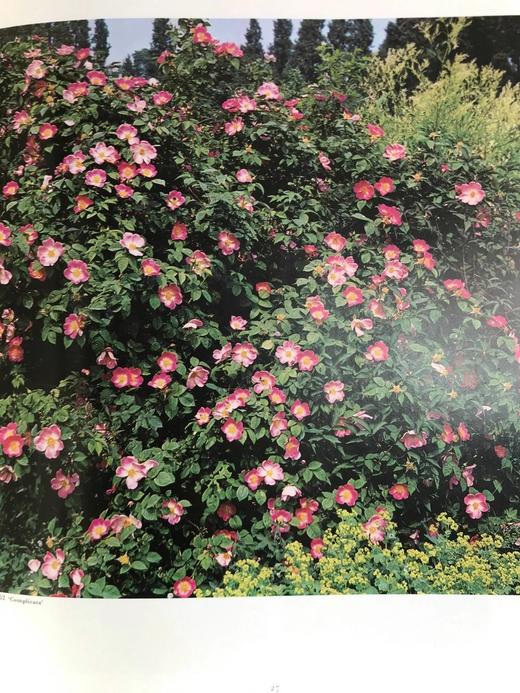玫瑰花辞典 800余幅插图 精装大16开 商品图14