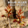 密云东智香椿芽  香椿  鲜嫩清香  味浓  密云八宝之一   250g 商品缩略图3