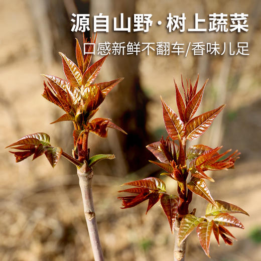 密云东智香椿芽  香椿  鲜嫩清香  味浓  密云八宝之一   250g 商品图3
