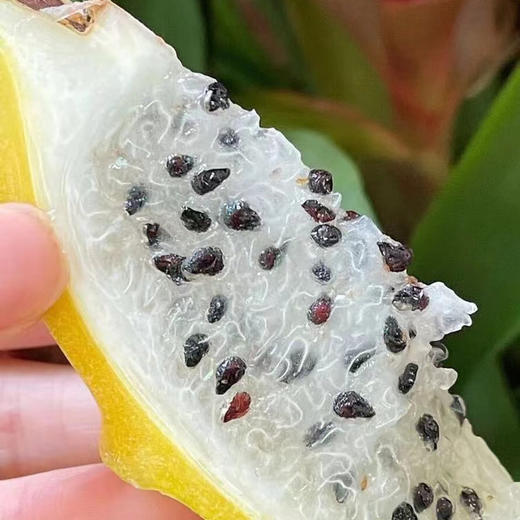 【超好吃！新鲜燕窝果5斤更值】果肉细腻，清甜多汁，咬一口就爱上！整箱麒麟果应季孕妇甜热带水果黄皮白心火龙果 商品图1