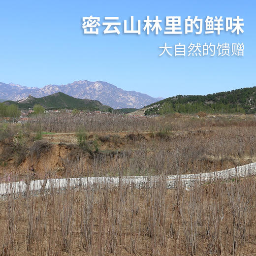 密云东智香椿芽  香椿  鲜嫩清香  味浓  密云八宝之一   250g 商品图6