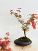 红枫盆栽（每盆形态不同，介意慎拍） 商品缩略图3