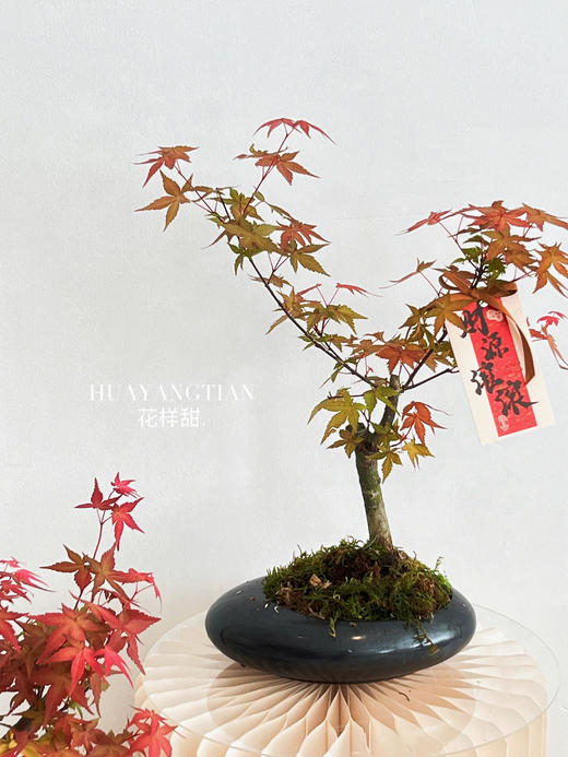 红枫盆栽（每盆形态不同，介意慎拍） 商品图3