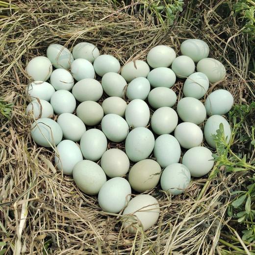 【农家散养！现捡现发绿壳鸡蛋】品质鸡蛋，营养丰富，健康好吃！新鲜乌鸡土鸡蛋月子蛋宝宝蛋柴草蛋 商品图2