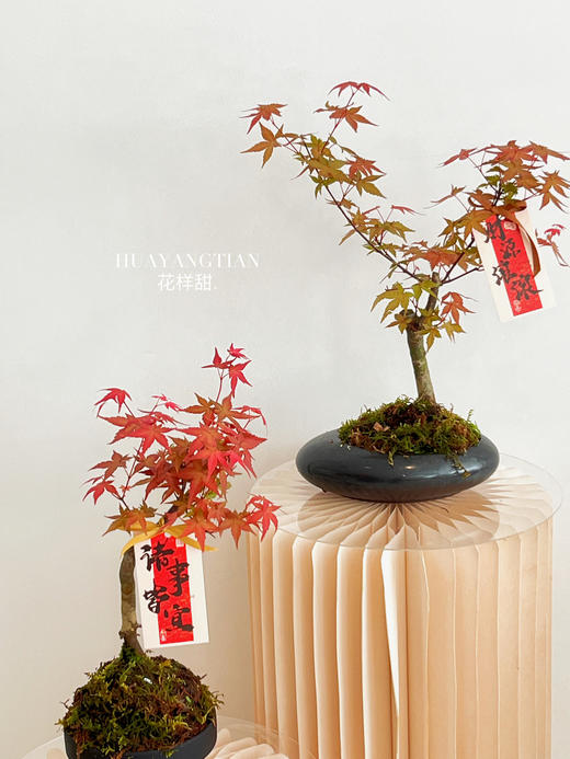 红枫盆栽（每盆形态不同，介意慎拍） 商品图1