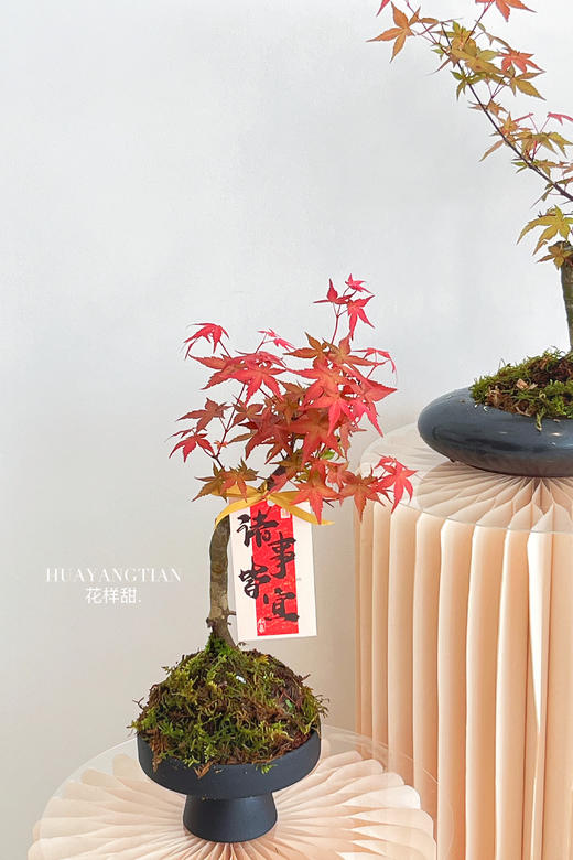 红枫盆栽（每盆形态不同，介意慎拍） 商品图5