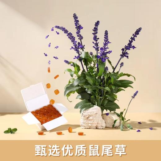 瑞士 嗓贝鼠尾草润喉糖 I代/II代 呵护咽喉 清新口腔 65g/盒 商品图5