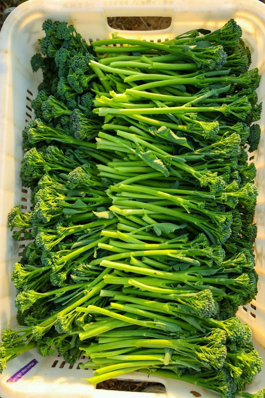 高原甜杆西兰苔的茎秆皮很薄
咬起来脆嫩多汁，口感超好
既可熟食也可生吃，富含蛋白质、维生素A、B、C、E和K含量远高于甘蓝和番茄，维生素A含量是花椰菜的100倍！500克/袋 商品图1