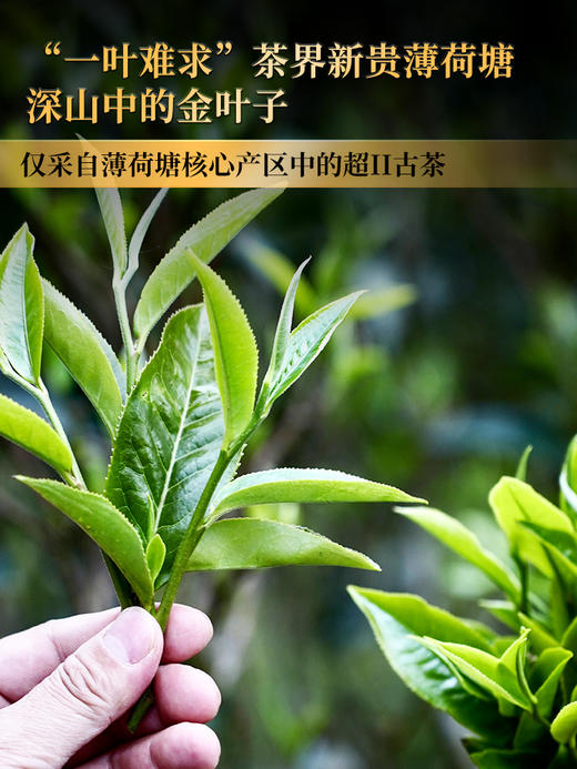 2024年【薄荷塘】超II类古树王 生而尊贵自带光环，店铺连续多年的“销量王”“复购王” 云南普洱茶生茶 357克/饼 拍5发6拍20发25 商品图2
