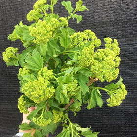 木绣球（国产）