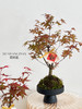 红枫盆栽（每盆形态不同，介意慎拍） 商品缩略图2