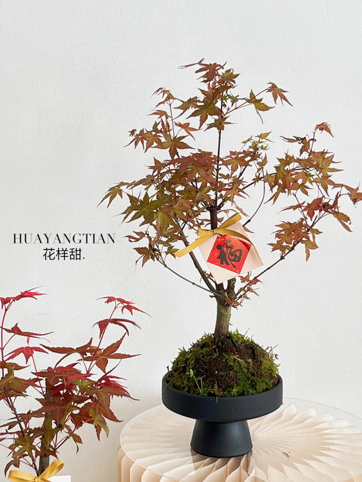 红枫盆栽（每盆形态不同，介意慎拍） 商品图2