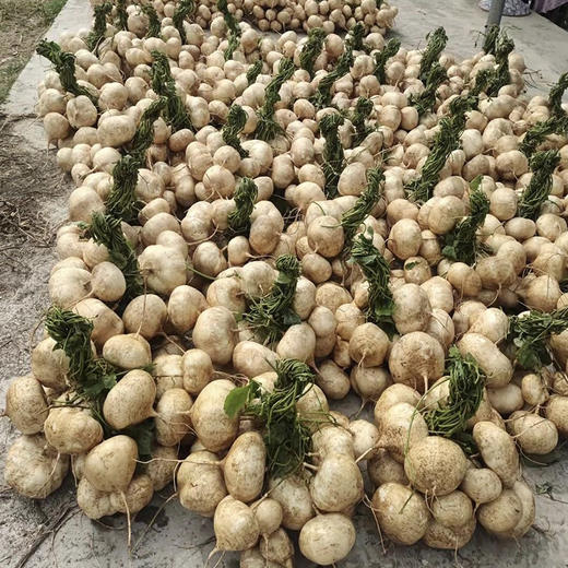 【沙地现挖！凉薯地瓜9斤更超值】农家自种，香甜可口，新鲜营养，果汁多而甜！白地瓜脆甜时令生吃水果孕妇沙葛 商品图3